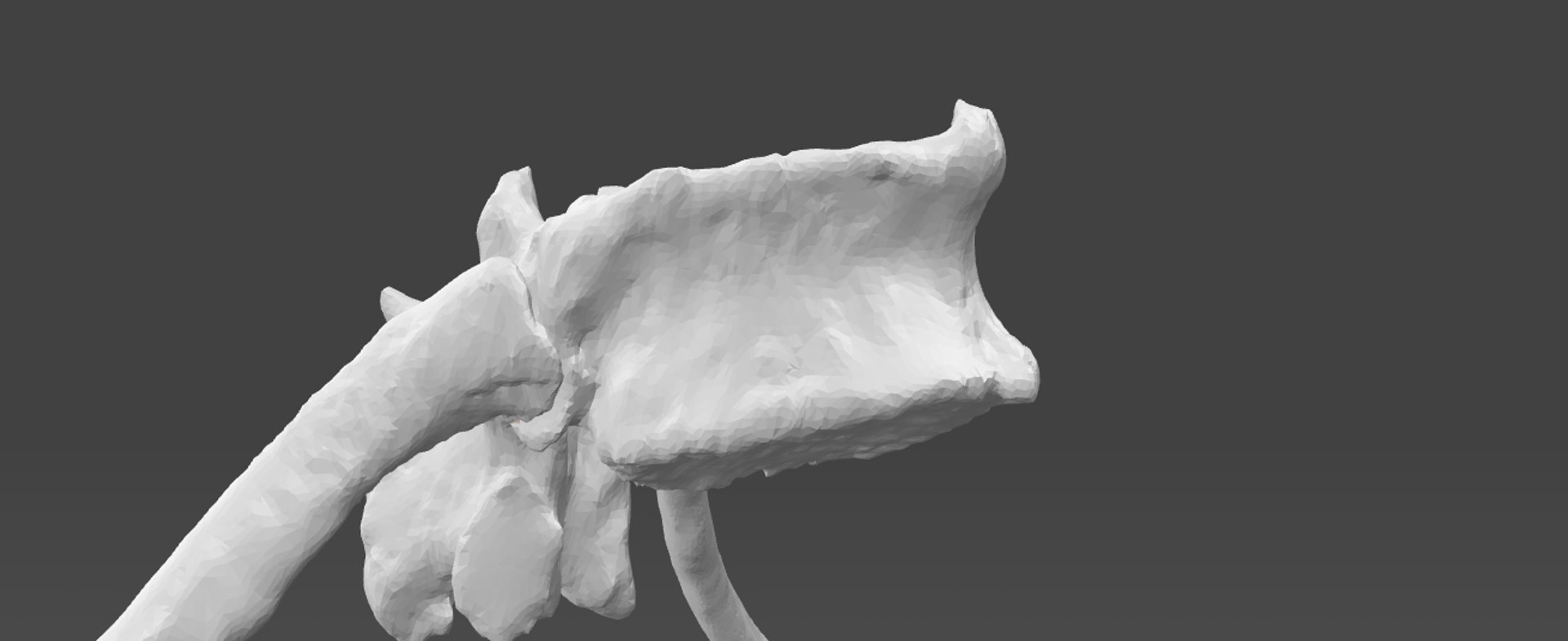 T12 Thoracic Vertebra Male Obj