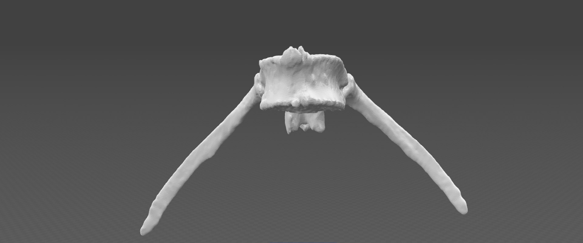 T12 Thoracic Vertebra Male Obj