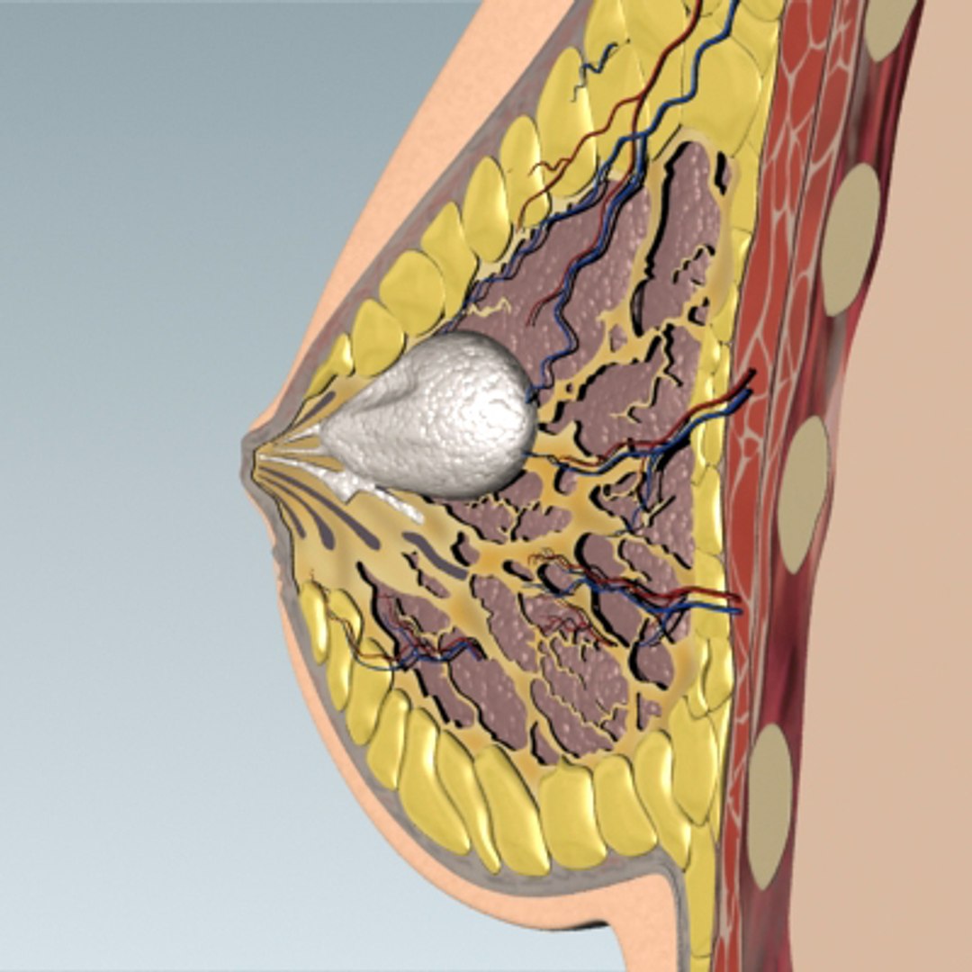 3d model breast cancer laps https://p.turbosquid.com/ts-thumb/4Z/CxP1Sg/GbNs81l4/bc_09/jpg/1253196496/1920x1080/fit_q87/6c9a0e446276eace13275e83a02f50033f4be586/bc_09.jpg