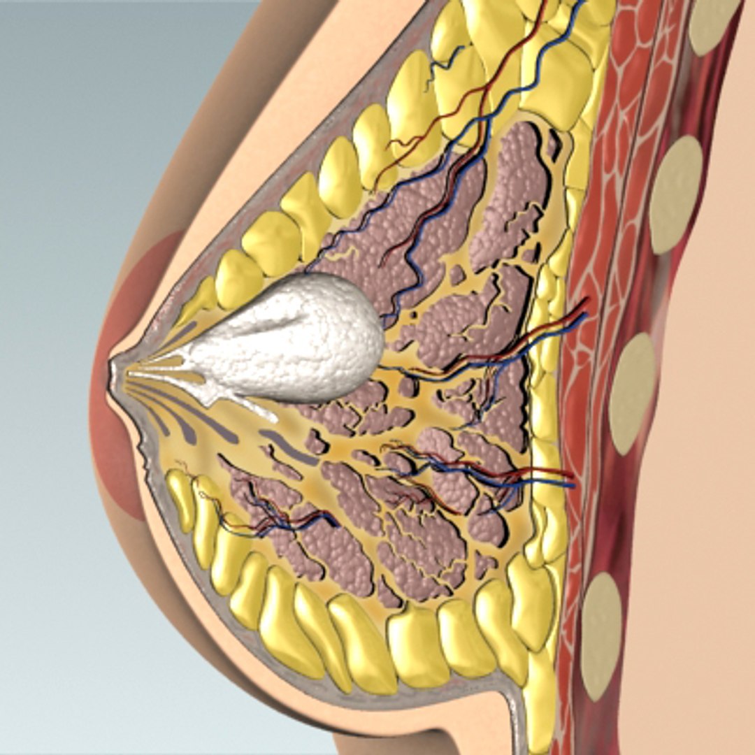 3d model breast cancer laps https://p.turbosquid.com/ts-thumb/4Z/CxP1Sg/KMXesctm/bc_08/jpg/1253196490/1920x1080/fit_q87/9f43330dfb2bc01925196312b9820dddcc6da2da/bc_08.jpg