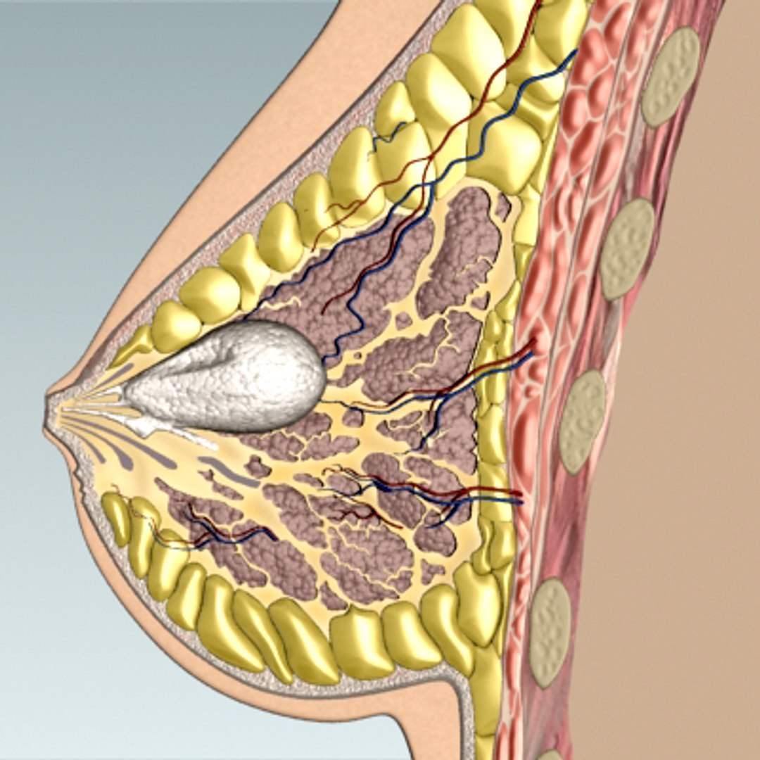 3d model breast cancer laps https://p.turbosquid.com/ts-thumb/4Z/CxP1Sg/UiWylBHC/bc_07/jpg/1253196485/1920x1080/fit_q87/1f53a1ba87f4cf50d622f97a2485052469e1b379/bc_07.jpg
