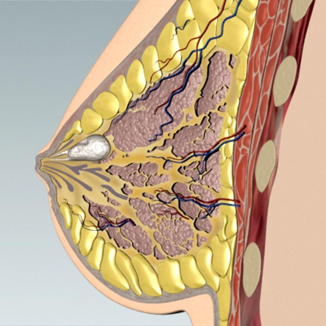 3d model breast cancer laps https://p.turbosquid.com/ts-thumb/4Z/CxP1Sg/YJ7jBnwJ/bc_06/jpg/1253196475/1920x1080/fit_q87/737f03fc767014913a92a0b643eb388f4d7d7ac2/bc_06.jpg