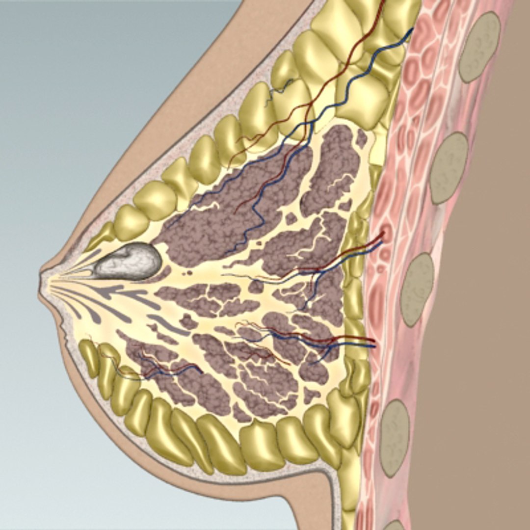 3d model breast cancer laps https://p.turbosquid.com/ts-thumb/4Z/CxP1Sg/Yfy8VKHK/bc_04/jpg/1253196464/1920x1080/fit_q87/b11bf80b1174494e5d886e7c1202bff6727375ba/bc_04.jpg