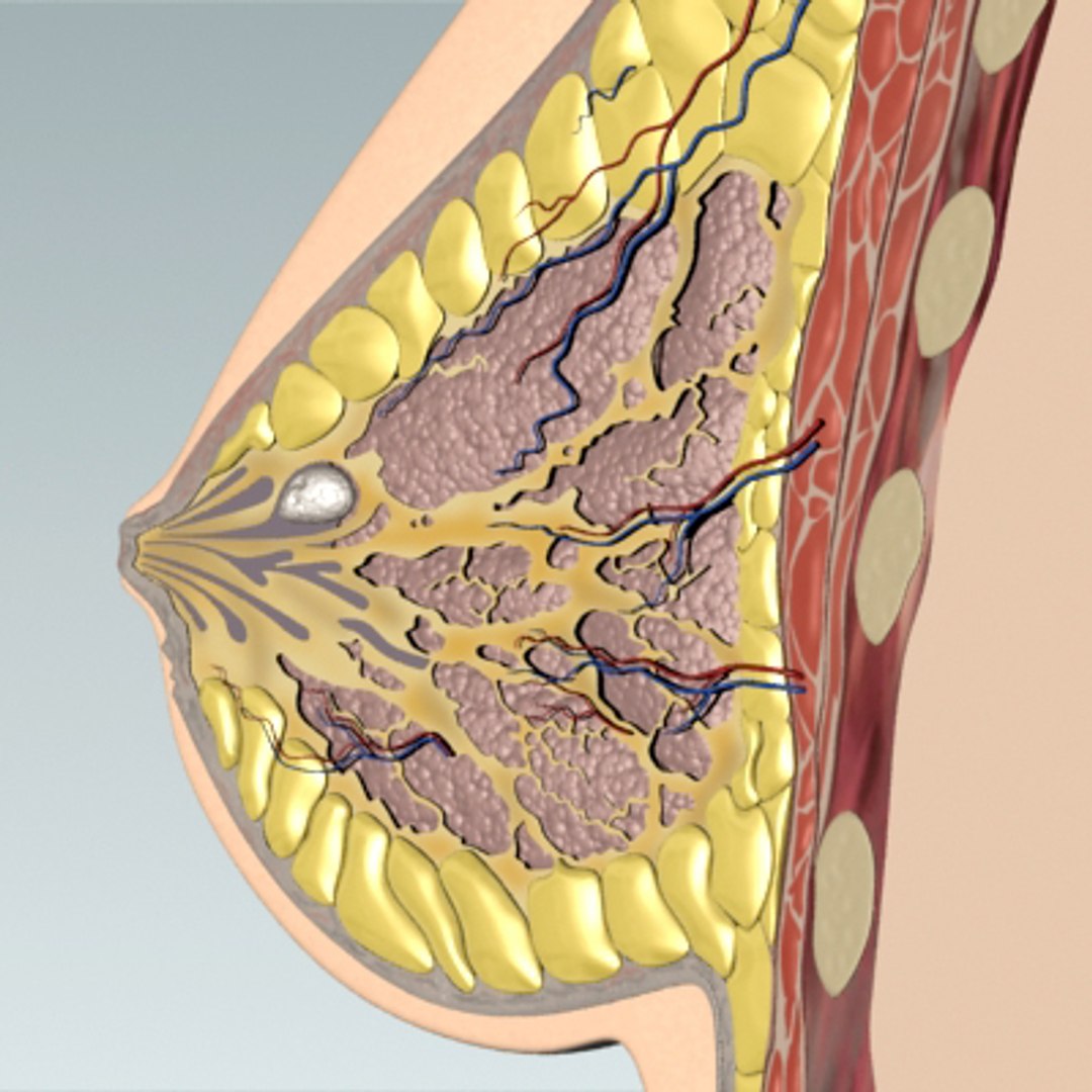 3d model breast cancer laps https://p.turbosquid.com/ts-thumb/4Z/CxP1Sg/mVk8VDGO/bc_03/jpg/1253196458/1920x1080/fit_q87/71c9f347f34183af40ad4b7130116633ad7507b6/bc_03.jpg
