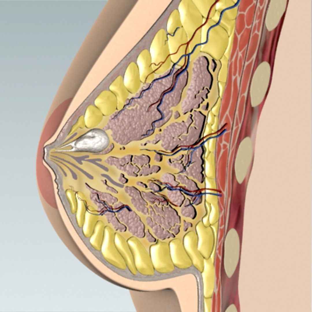3d model breast cancer laps https://p.turbosquid.com/ts-thumb/4Z/CxP1Sg/qr9HZdwX/bc_05/jpg/1253196469/1920x1080/fit_q87/b6704c452b943c22636fac8527d3a4dbd2e03b17/bc_05.jpg