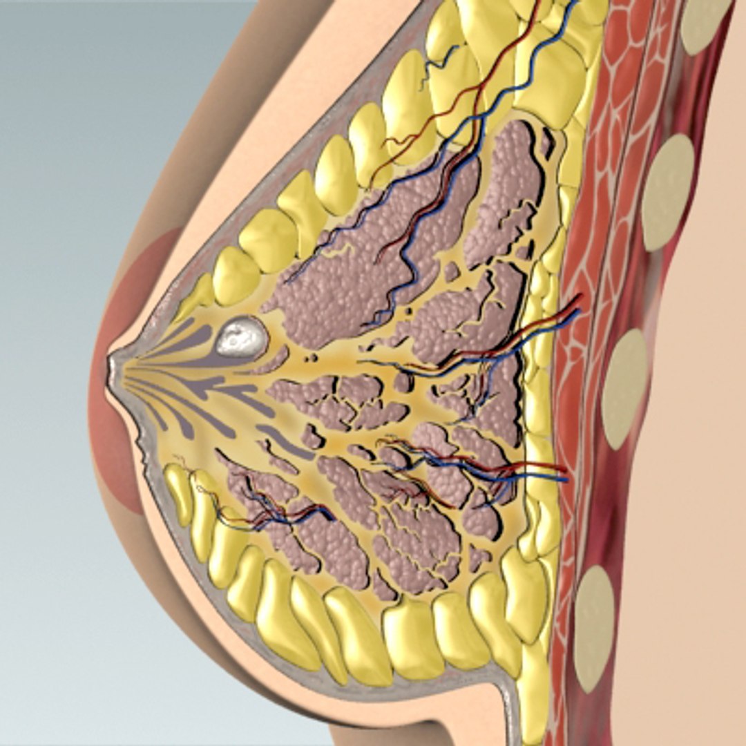 3d model breast cancer laps https://p.turbosquid.com/ts-thumb/4Z/CxP1Sg/vMbXKRmz/bc_02/jpg/1253196451/1920x1080/fit_q87/b440a6b8c880c77bcb4b7cda927cafeb8ae92c0f/bc_02.jpg