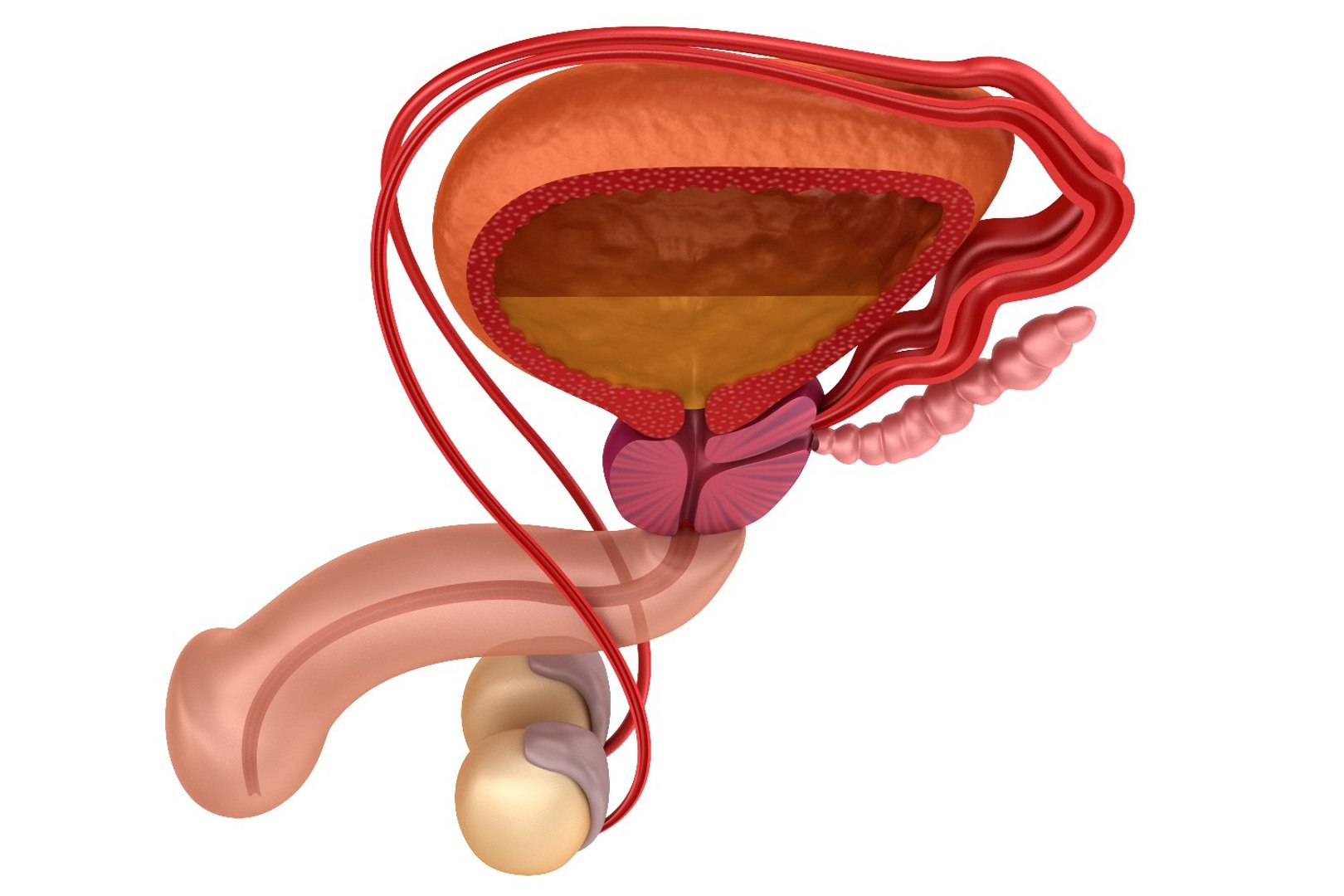 3d model male reproductive https://p.turbosquid.com/ts-thumb/4Z/I3HoBS/0nYF7WJ4/preview0003/jpg/1482321974/1920x1080/fit_q87/78c129b75e8f6495e9c136841d519beb3e6a7f88/preview0003.jpg