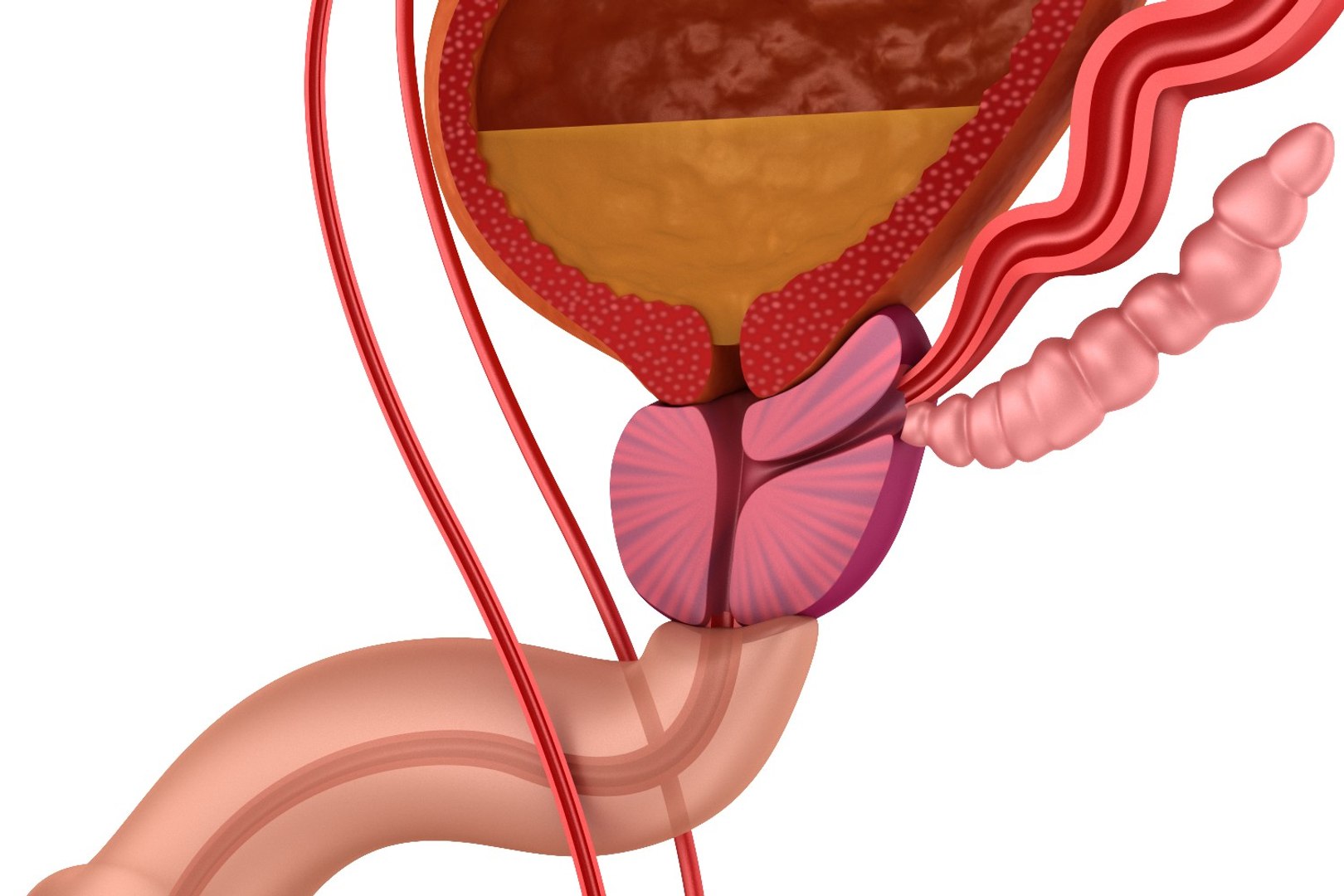 3d model male reproductive https://p.turbosquid.com/ts-thumb/4Z/I3HoBS/N2NTx3RY/preview0002/jpg/1482321974/1920x1080/fit_q87/27c958b9fc7fa24c4aede22b6016d98817b150bc/preview0002.jpg