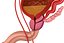 3d model male reproductive