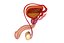 3d model male reproductive
