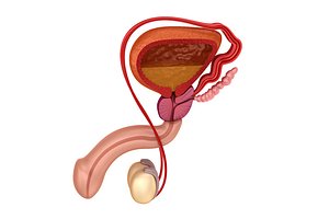Male reproductive system 3d model