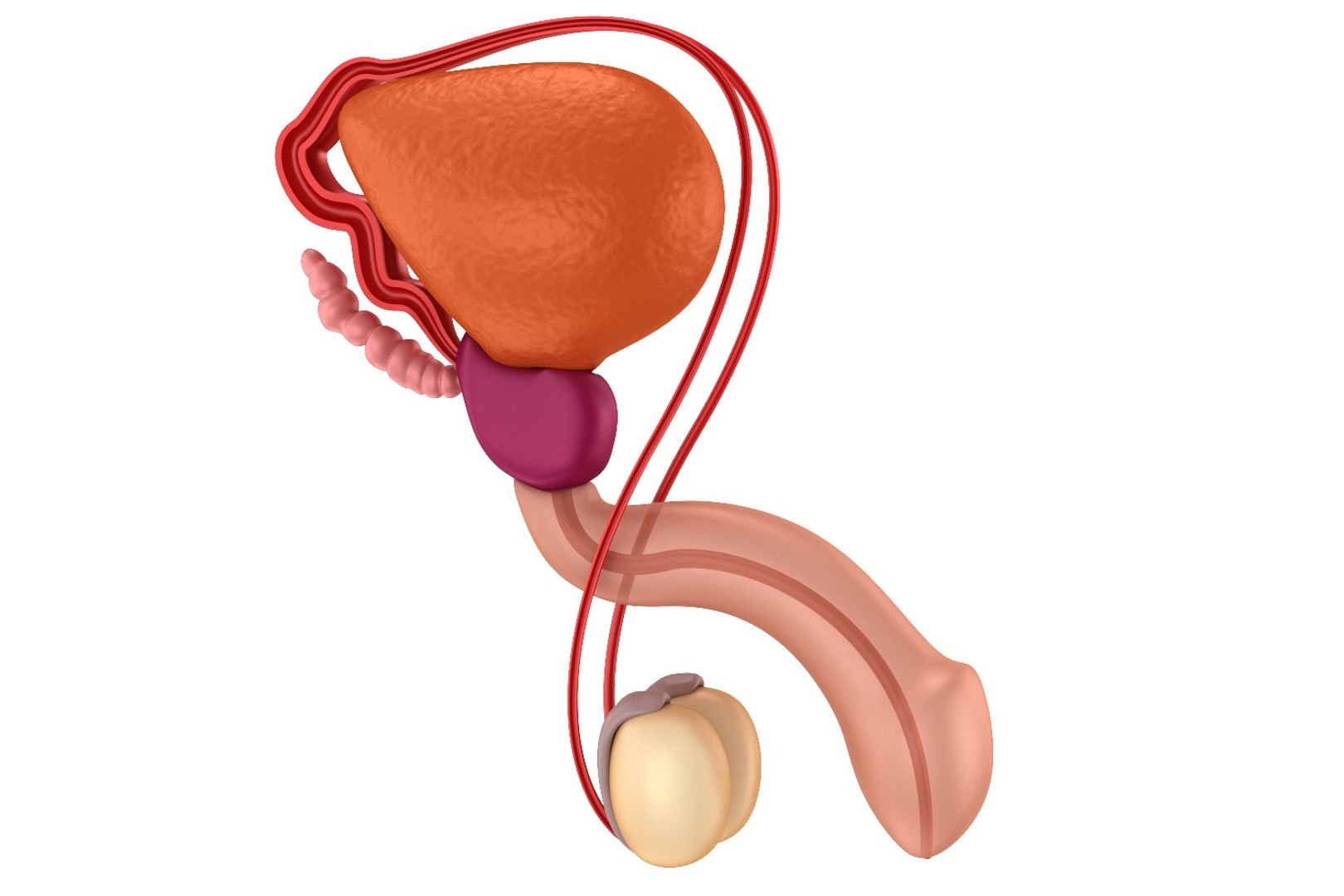 3d model male reproductive https://p.turbosquid.com/ts-thumb/4Z/I3HoBS/jEjo3dVw/preview0004/jpg/1482321974/1920x1080/fit_q87/579dc084e0e850d9e358e16cb827f2ff478545d8/preview0004.jpg