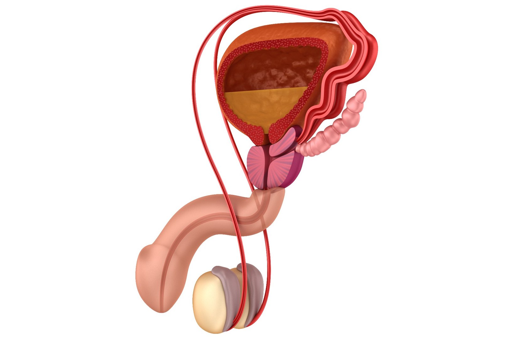 3d model male reproductive https://p.turbosquid.com/ts-thumb/4Z/I3HoBS/uaXewv14/preview0001/jpg/1482321974/1920x1080/fit_q87/d989b64fa3ba7330d6d72fecbdc3f6dd15a10156/preview0001.jpg