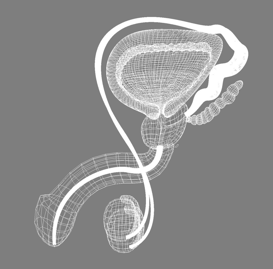 3d model male reproductive https://p.turbosquid.com/ts-thumb/4Z/I3HoBS/vCxa8uiY/greed/jpg/1482321991/1920x1080/fit_q87/043d424218f98d7d9c2967a3ccabfb4a2c6058d2/greed.jpg