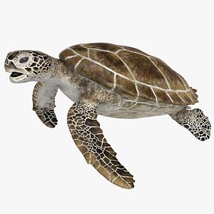 rigged green sea turtle 3D model