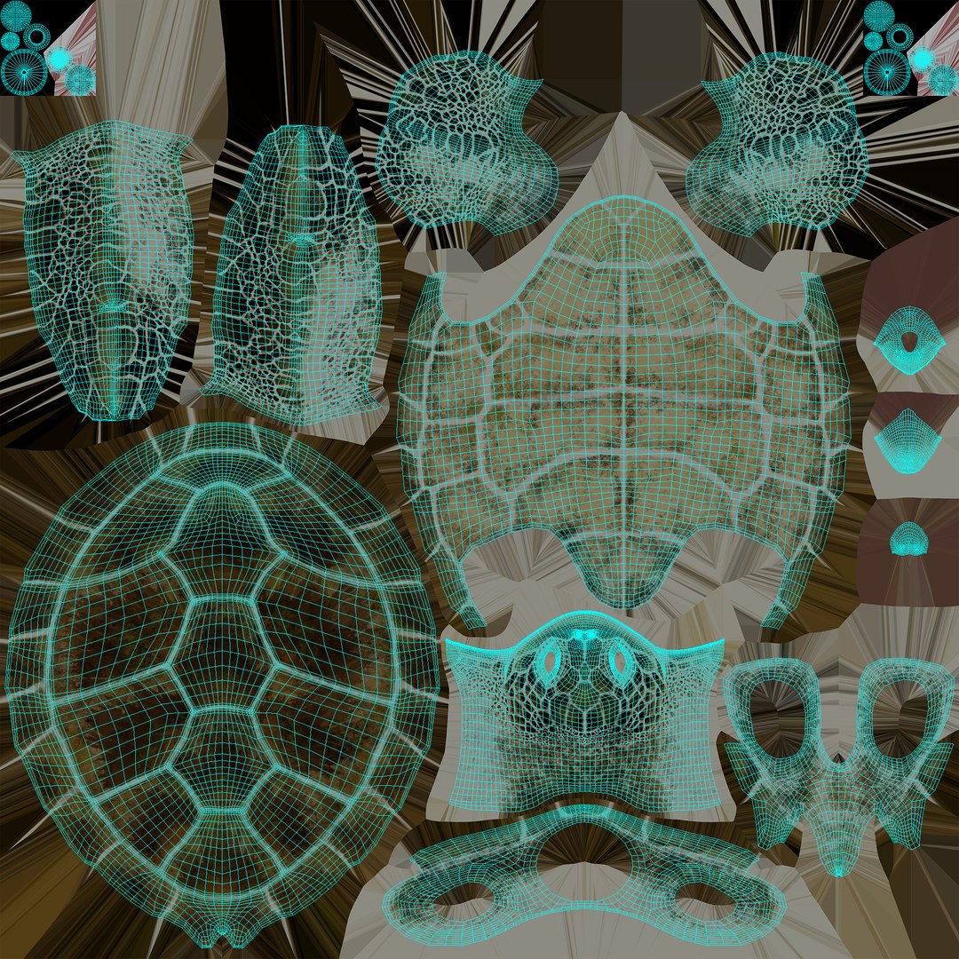 rigged green sea turtle 3D model https://p.turbosquid.com/ts-thumb/4Z/IrAZQQ/aBgBpS41/body_uv/jpg/1558265436/1920x1080/fit_q87/143d3cbd1d5710e3f8ed07d39e4634208736a051/body_uv.jpg