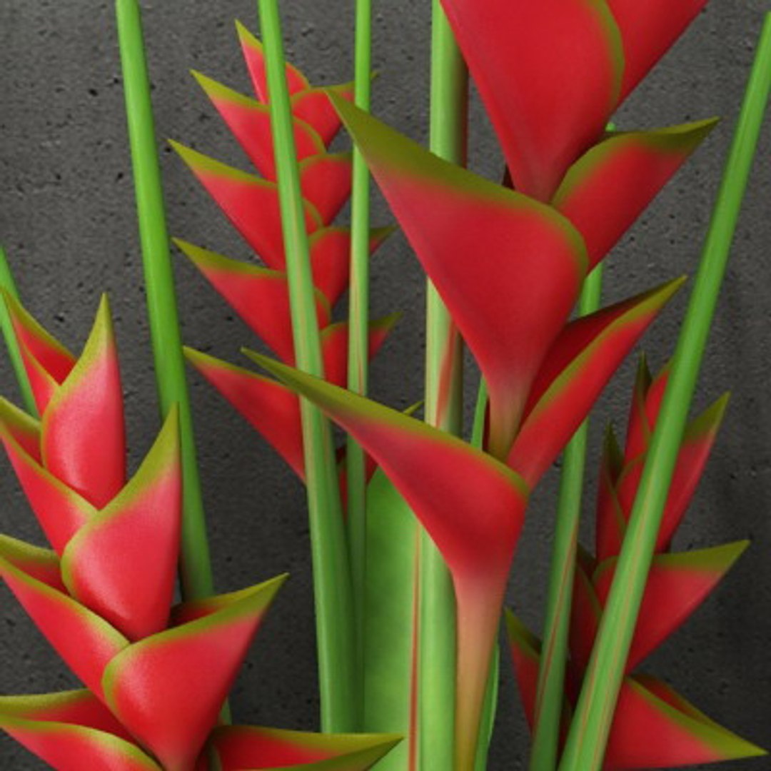 max flower heliconias glass vase https://p.turbosquid.com/ts-thumb/4Z/KTUWdf/wzfIfs2Y/heliconiasinglassvase_03/jpg/1245888164/1920x1080/fit_q87/4aaaae9e8a44a9223f52a9de29afc403d22bc59e/heliconiasinglassvase_03.jpg