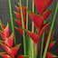 heliconias in glass vase