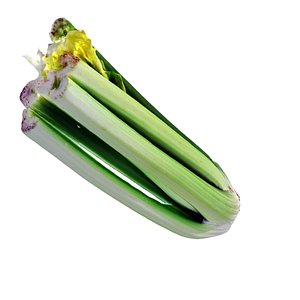 3d model celery parsley kitchen