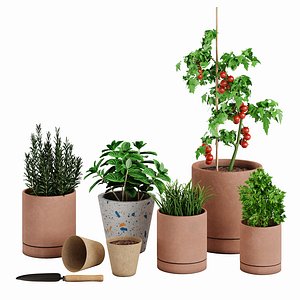 3D Victoria aromatic plants model
