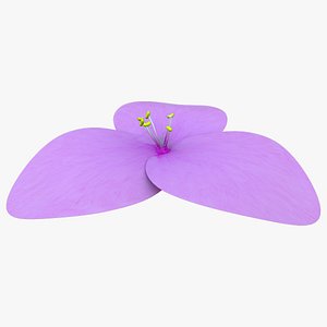 Tradescantia flower 3D model