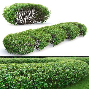 3D hedge cotoneaster lucidus