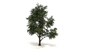 peach tree 3D model