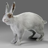 Fur Rabbit Gray V05 Rigged and Animation