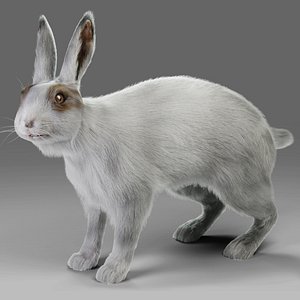 Fur Rabbit Gray V05 Rigged and Animation