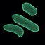 bacteria