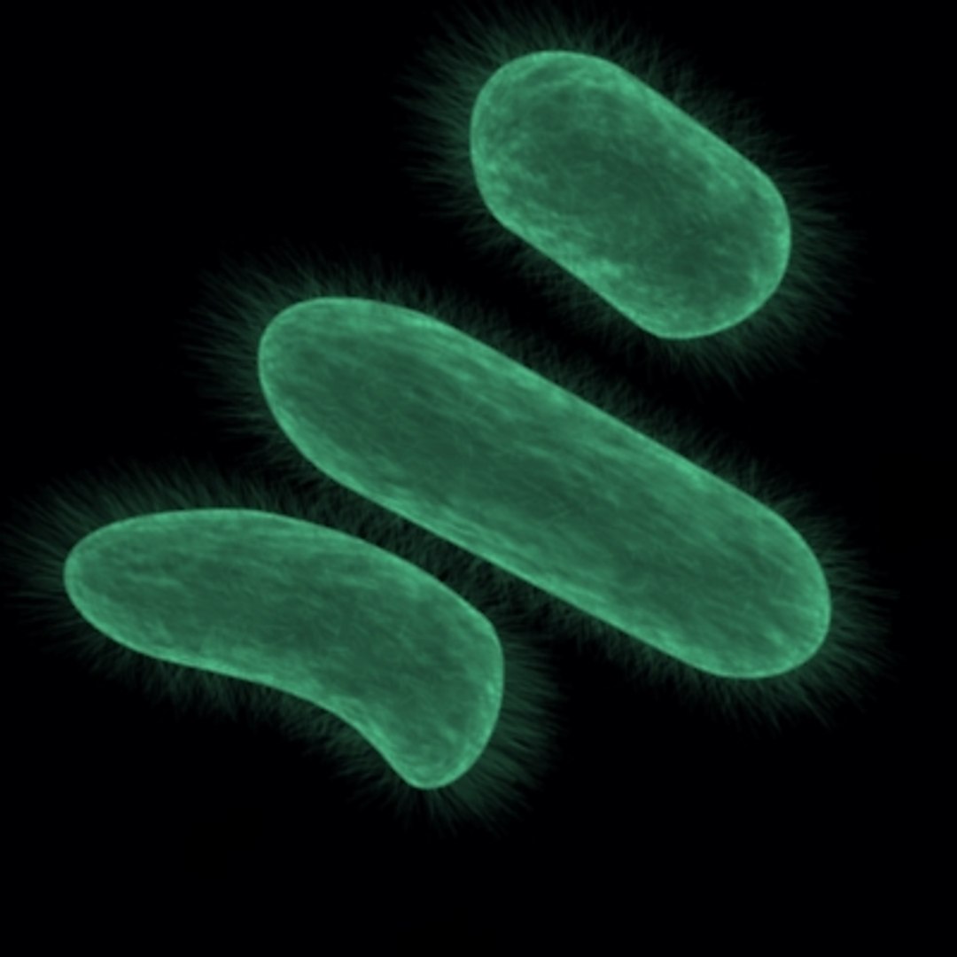 bacteria cell 3d x https://p.turbosquid.com/ts-thumb/4Z/zMhIzt/dcAdN27X/bacteria/jpg/1157486905/1920x1080/fit_q87/275e66b908fa31936f57214f077be9ddfaf2e0d6/bacteria.jpg