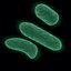 bacteria