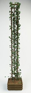 3d canarian ivy model