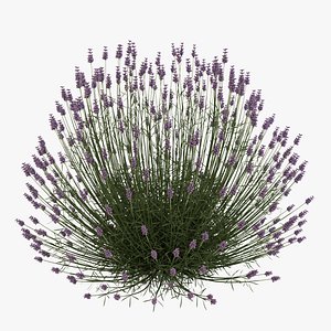 Lavender Plant