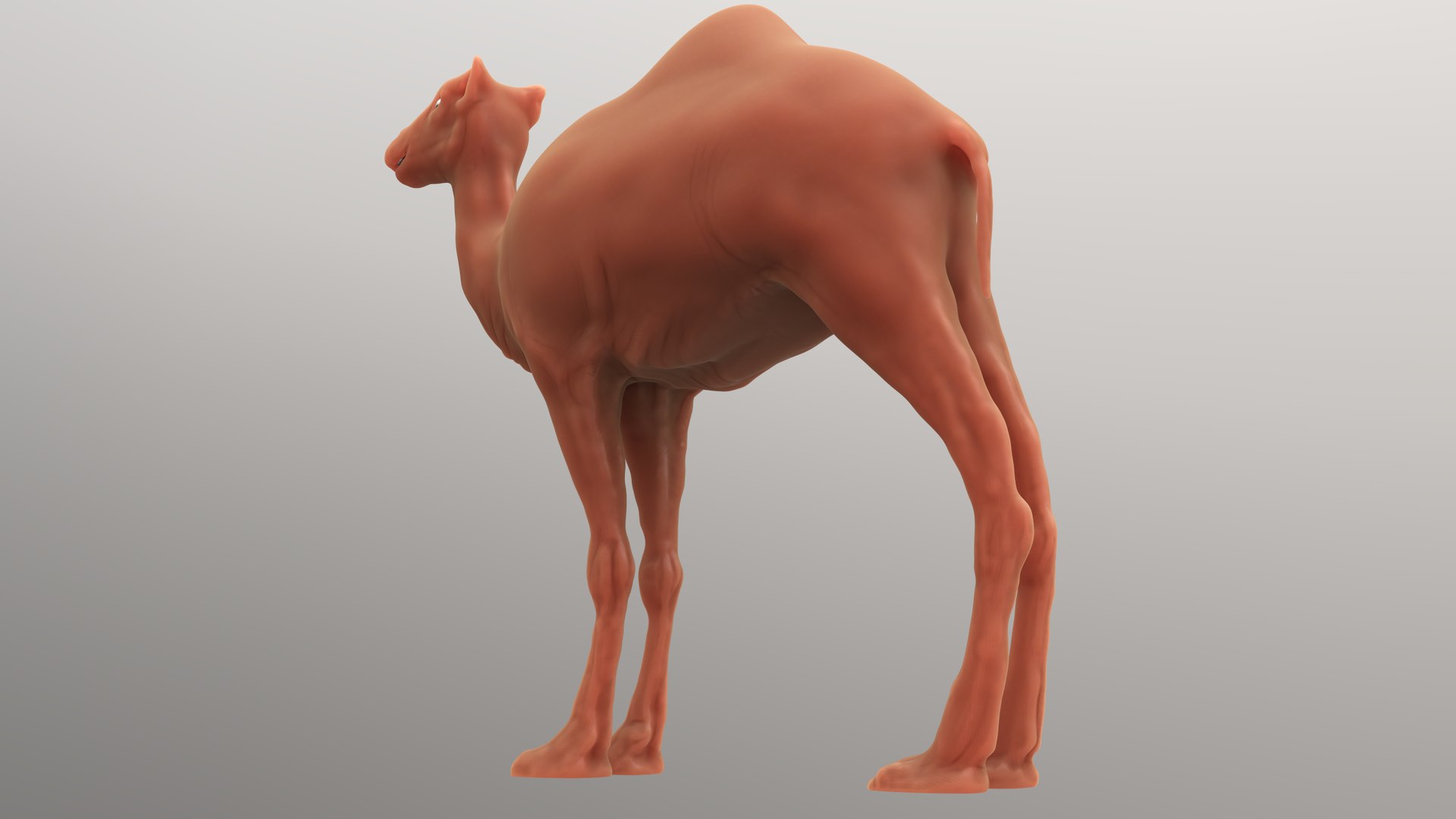 sculpt camel 3D model https://p.turbosquid.com/ts-thumb/4a/AHN8mm/tYNcJoFI/4/png/1548944071/1920x1080/fit_q87/0c6a6cdf1dc016cbe8f9b497d5737e06c66ee8af/4.jpg