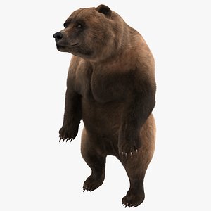 3d model of grizzly bear pose 3