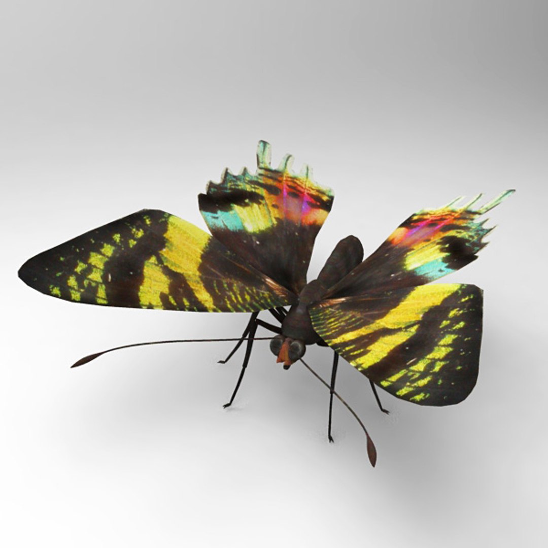 3d model butterfly butt