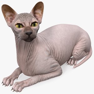 3D dark cream sphynx cat