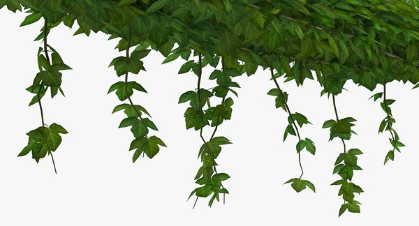 Ivy branches hanging 3D model - TurboSquid 1420458