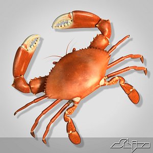 boiled crab 3d max