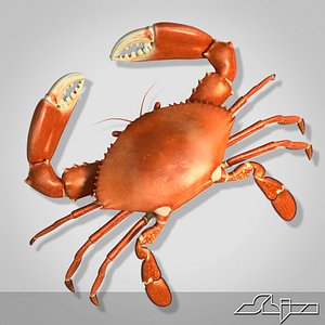 Mud Crab Boiled