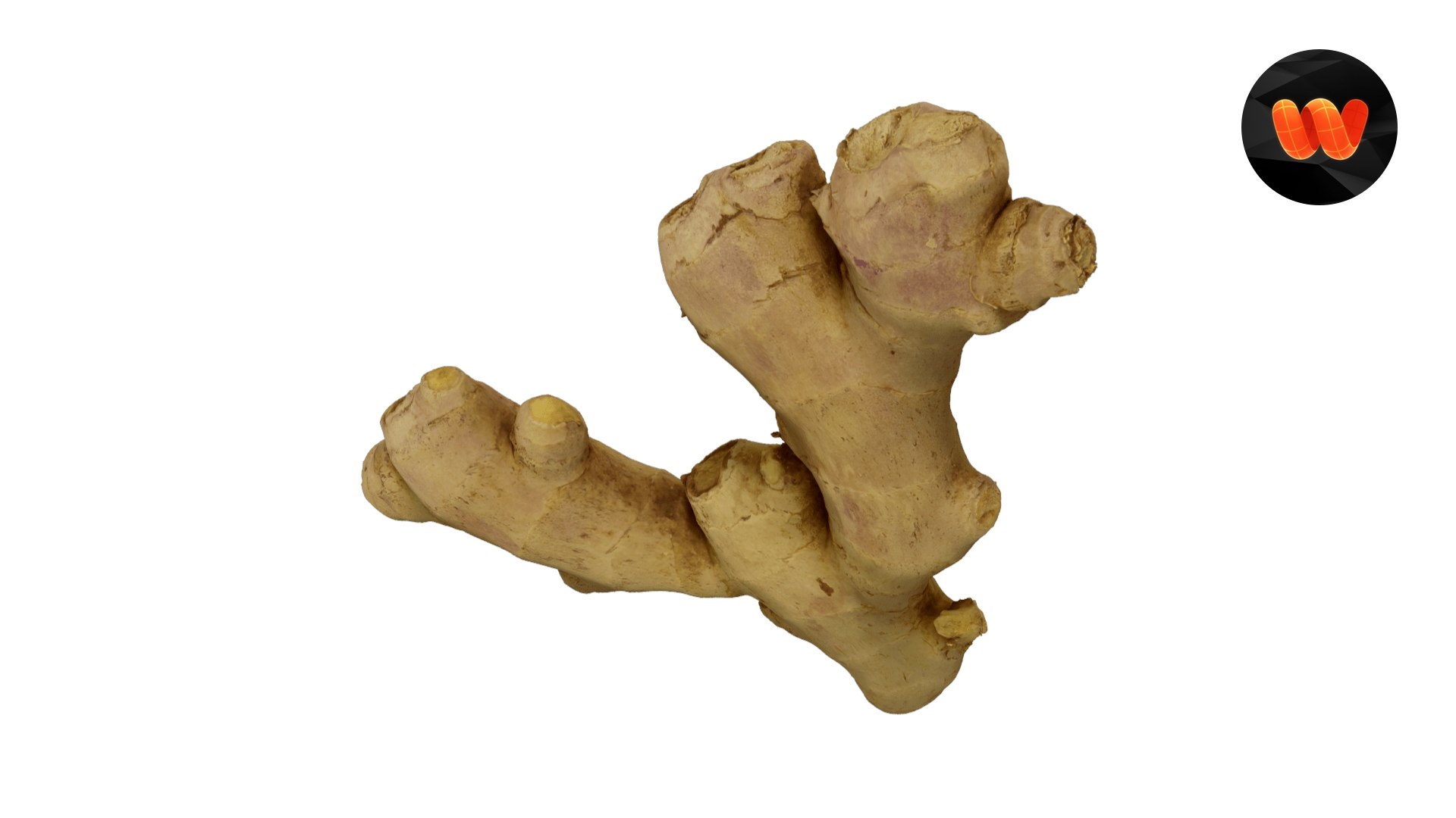 3D Fresh Ginger Root Extreme Definition 3D Scanned TurboSquid 1734096
