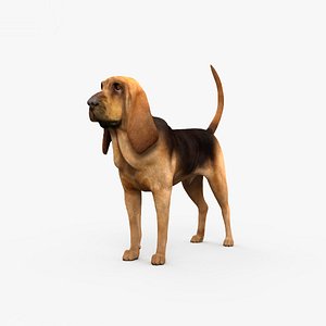 hound bloodhound 3D model