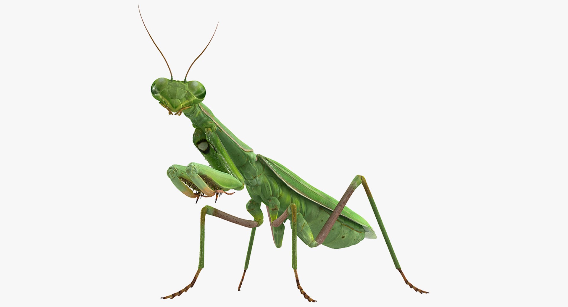 Mantis Religiosa Large Hemimetabolic Insect 3D model preview
