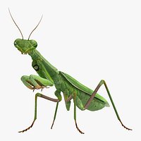Mantis Religiosa Large Hemimetabolic Insect
