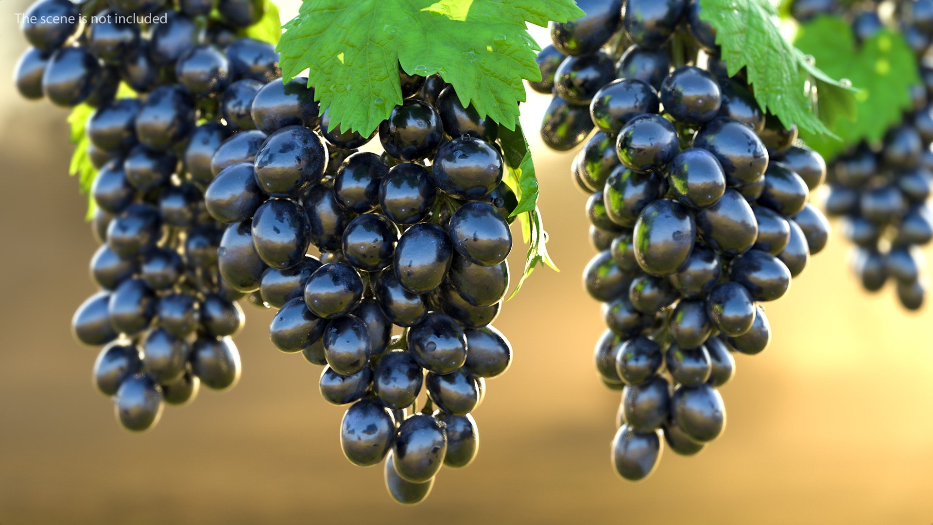 3D Grapes Collection 4 https://p.turbosquid.com/ts-thumb/4a/vMN6Bf/0w/grapescollection43dsmodel043/jpg/1656160443/1920x1080/fit_q87/eea6f42e3dce5a36738a2f73497369d0b226062f/grapescollection43dsmodel043.jpg