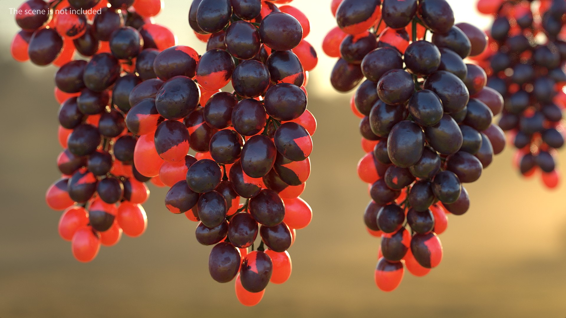 3D Grapes Collection 4 https://p.turbosquid.com/ts-thumb/4a/vMN6Bf/9c/grapescollection43dsmodel017/jpg/1656160361/1920x1080/fit_q87/a66164c33baf446d20bf9782196eede6dba1c338/grapescollection43dsmodel017.jpg