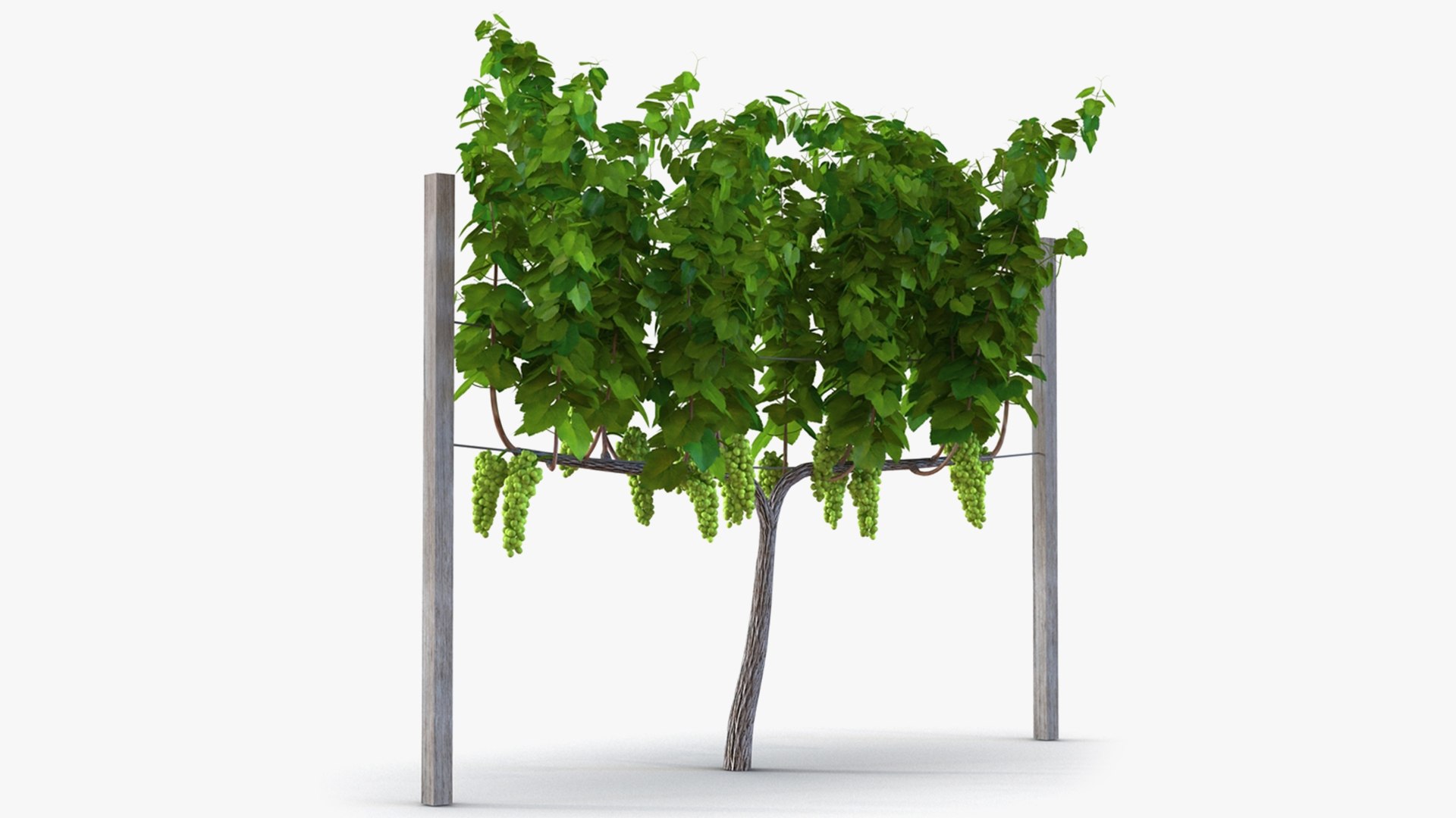 3D Grapes Collection 4 https://p.turbosquid.com/ts-thumb/4a/vMN6Bf/An/grapescollection43dsmodel060/jpg/1656160494/1920x1080/fit_q87/b4ea0903329c1963e4026c4a057485921e48a879/grapescollection43dsmodel060.jpg