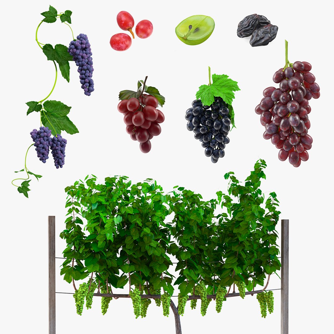 Grapes Collection 4 3D model preview