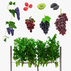 3D Grapes Collection 4
